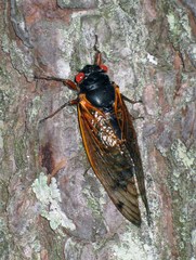 Magicicada septendecim