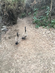 Branta canadensis