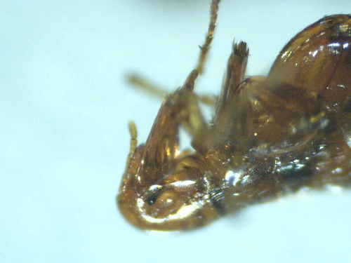 Siphonaptera