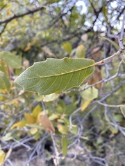 Quercus emoryi