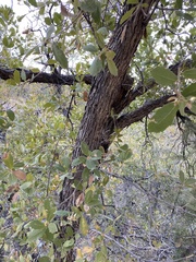 Quercus emoryi