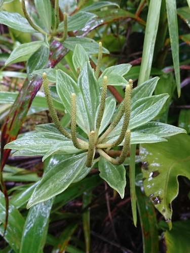 Peperomia hesperomannii