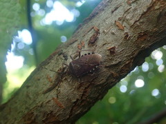 Urochela quadrinotata