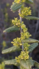 Rhamnus pilosa