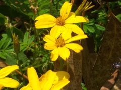 Tagetes zypaquirensis