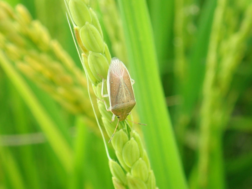 Niphe elongata