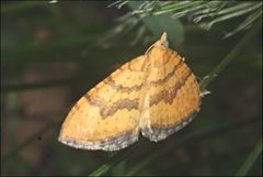 Chrysolarentia correlata