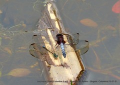 Erythrodiplax abjecta