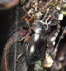Nalassus aereus