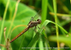 Erythrodiplax abjecta