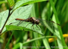 Erythrodiplax abjecta