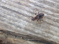 Haematoloecha nigrorufa