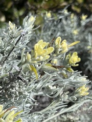 Castilleja hololeuca
