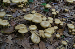 Agrocybe