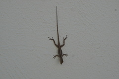 Anolis scriptus