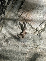 Leiocephalus psammodromus