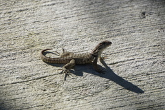 Leiocephalus psammodromus