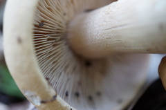 Agrocybe