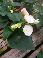 Begonia × hiemalis