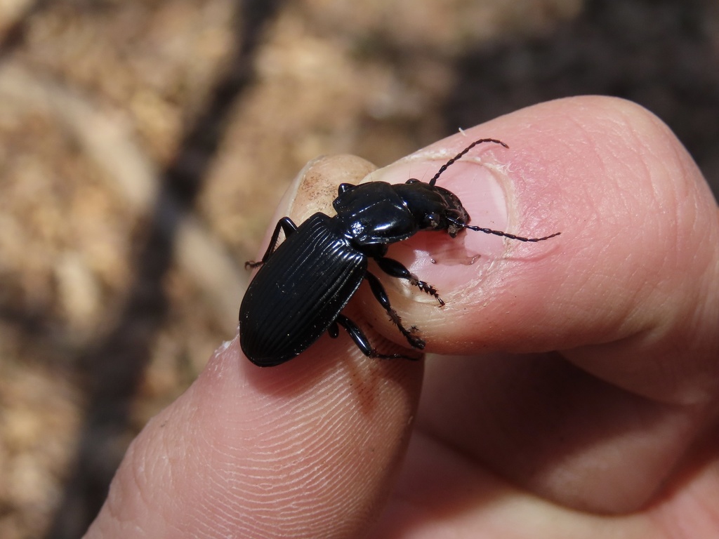 Lophoglossus gravis