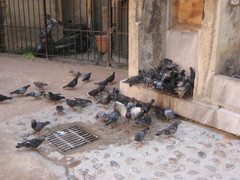 Columba livia domestica