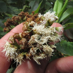 Ageratina tinifolia