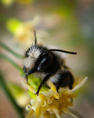 Megachile saulcyi