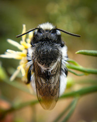 Megachile saulcyi