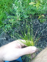 Isolepis reticularis