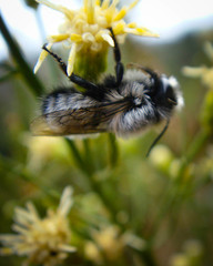 Megachile saulcyi