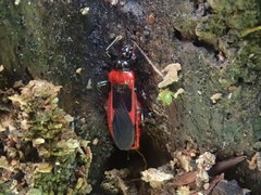 Labidocoris insignis
