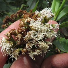 Ageratina tinifolia