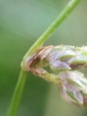 Isolepis reticularis