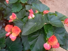 Begonia × hiemalis