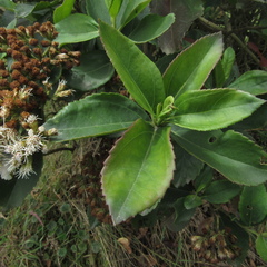 Ageratina tinifolia