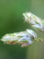 Isolepis reticularis