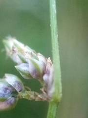 Isolepis reticularis