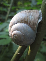 Helix pomatia