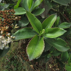 Ageratina tinifolia
