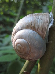 Helix pomatia