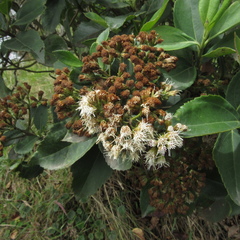 Ageratina tinifolia