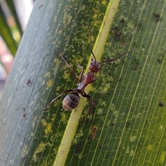 Camponotus rufoglaucus