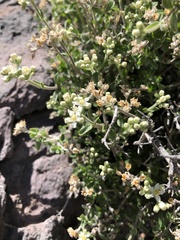 Fendlerella utahensis