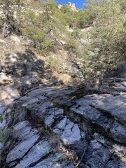 Micranthes eriophora