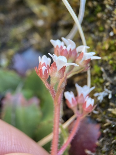 Image of Micranthes eriophora by (c) Matt Berger, some rights reserved (CC BY)