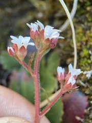 Micranthes eriophora