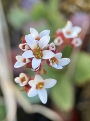 Micranthes eriophora