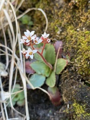 Micranthes eriophora