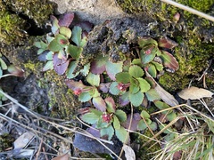 Micranthes eriophora