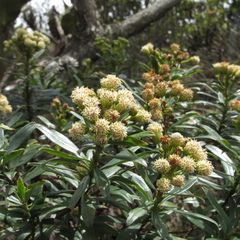 Monticalia pulchella